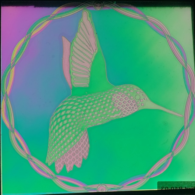 Encircled Feathery Humingbird