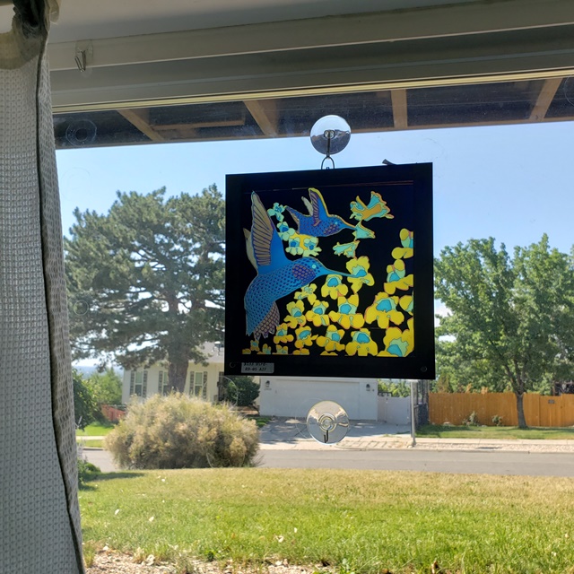 Light and Dark Hummingbird